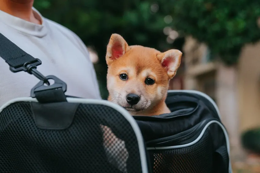 A dog sitting in a carrier bag while out with its owner