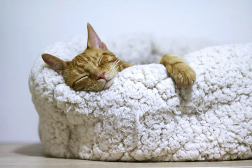 A ginger cat resting in a soft, light-colored pet bed