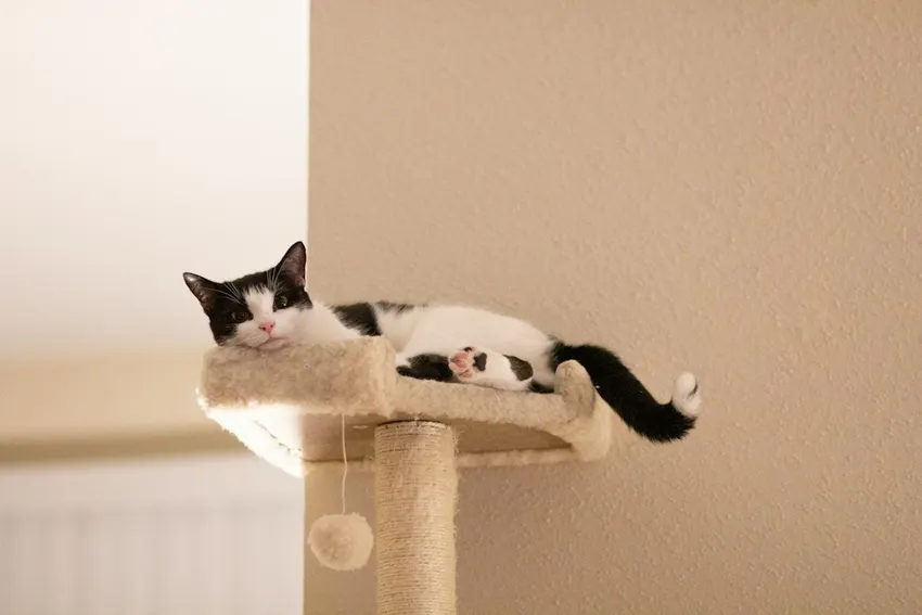 A black and white cat resting on an indoor cat tree