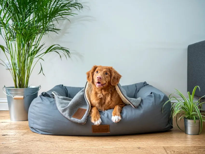 A dog bed blending into a living room with plants and wood flooring