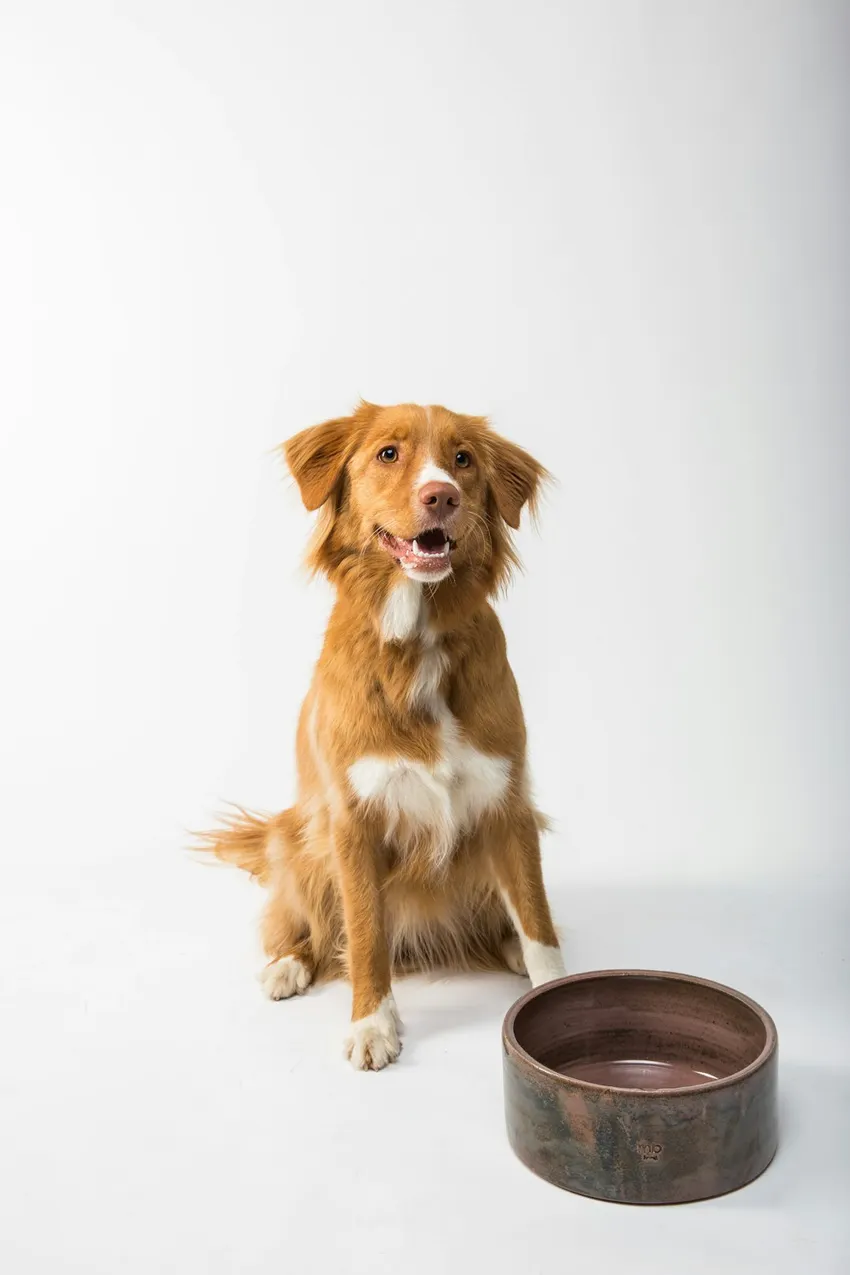 A ceramic pet bowl beside a seated dog