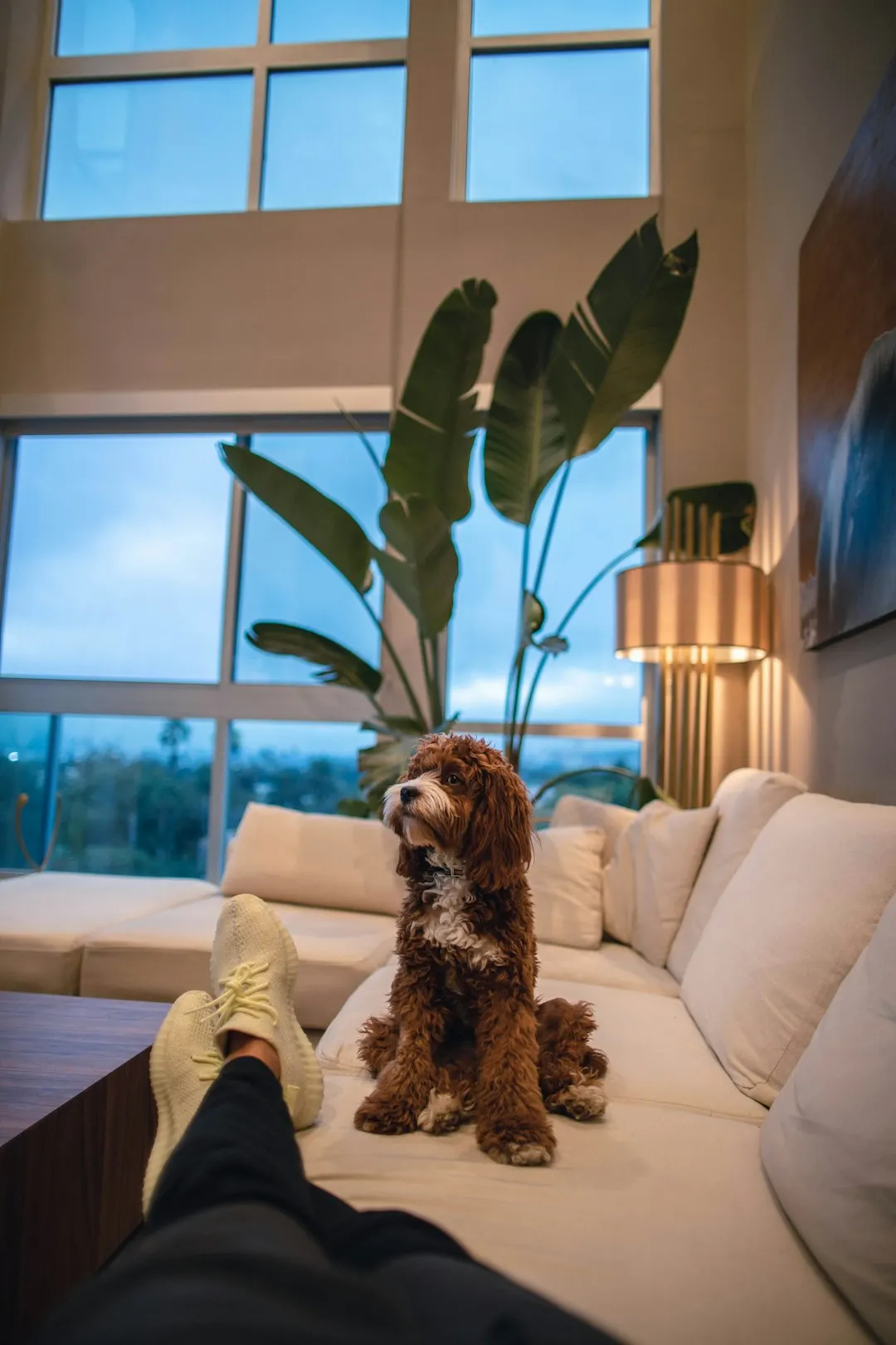 A dog sharing a thoughtfully furnished living room with its owner