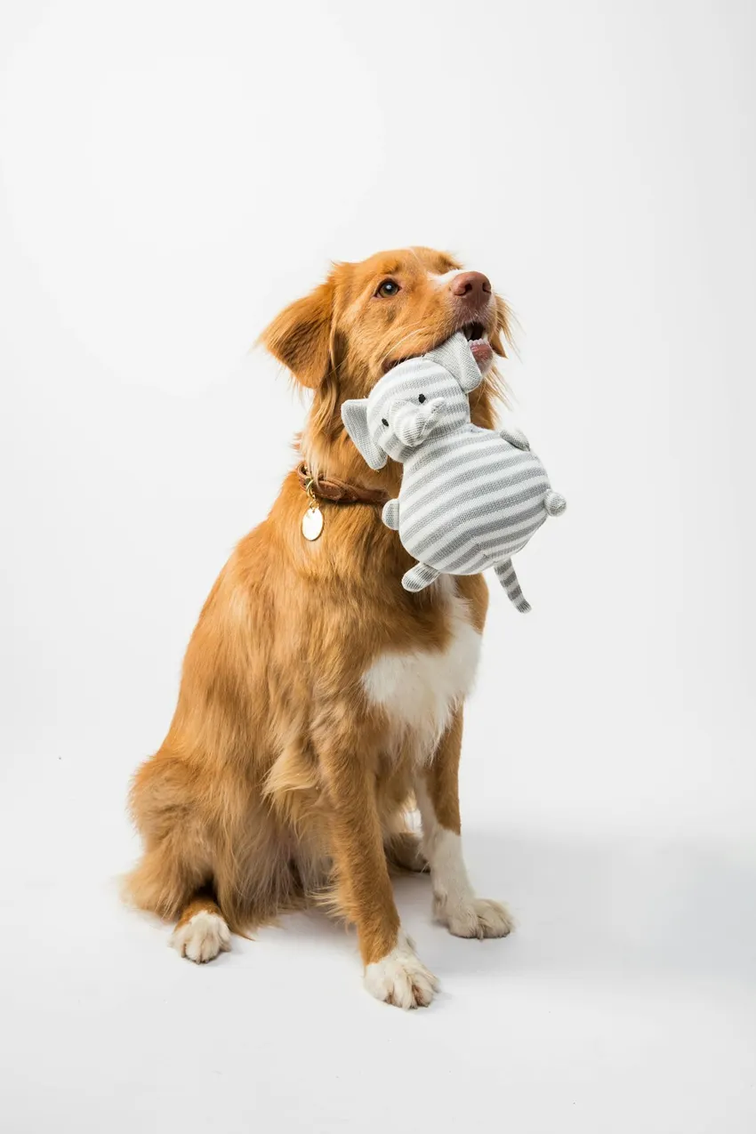 A dog holding a fabric elephant toy