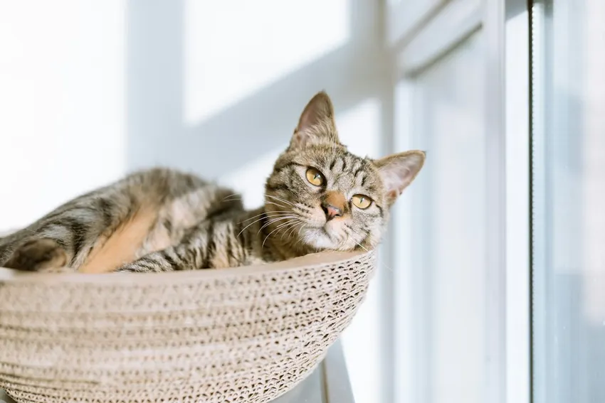 A cat enjoying a compact window-side resting spot